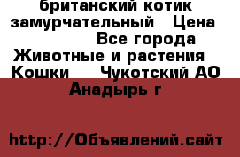 британский котик замурчательный › Цена ­ 12 000 - Все города Животные и растения » Кошки   . Чукотский АО,Анадырь г.